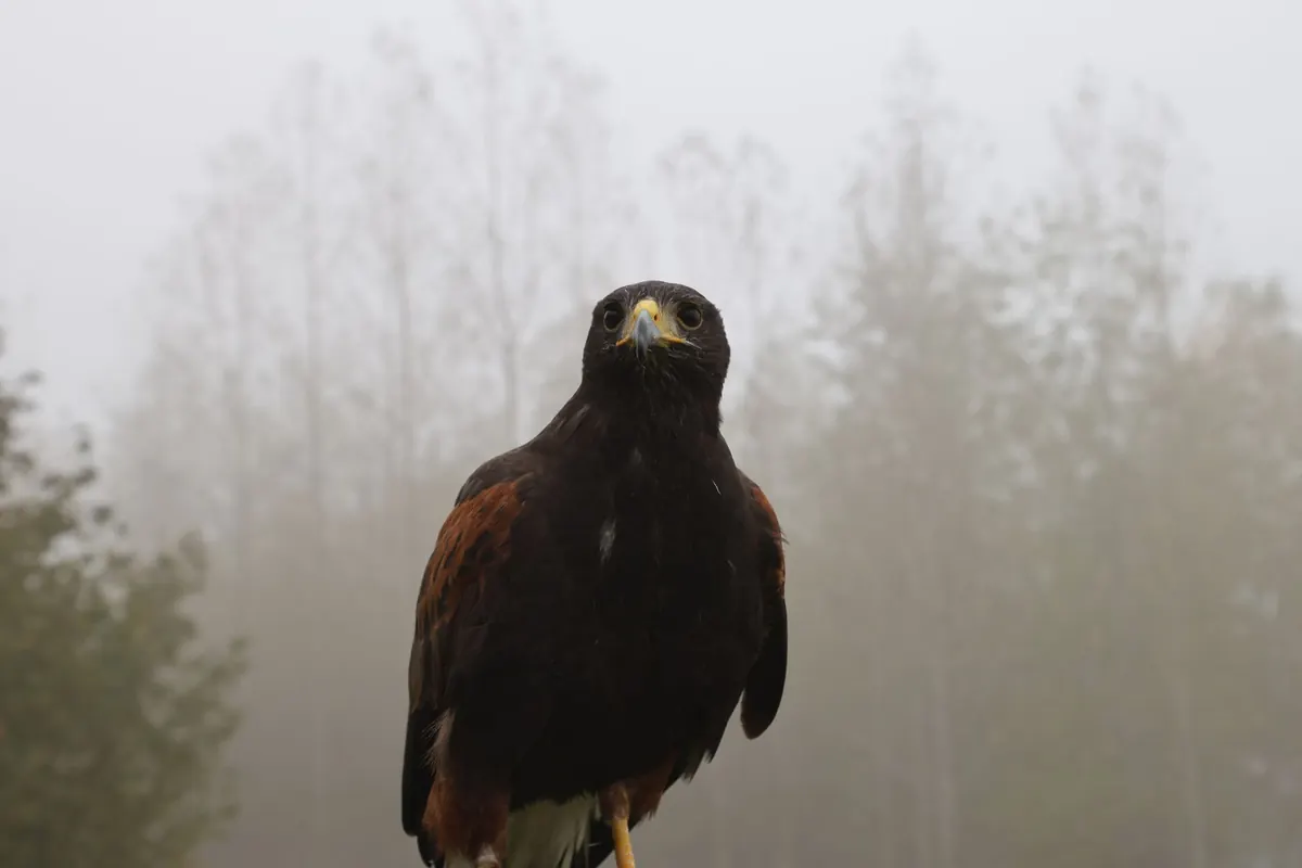 Autumn Hawking in the UK: A Seasonal Guide to Quarry and Quarry Laws