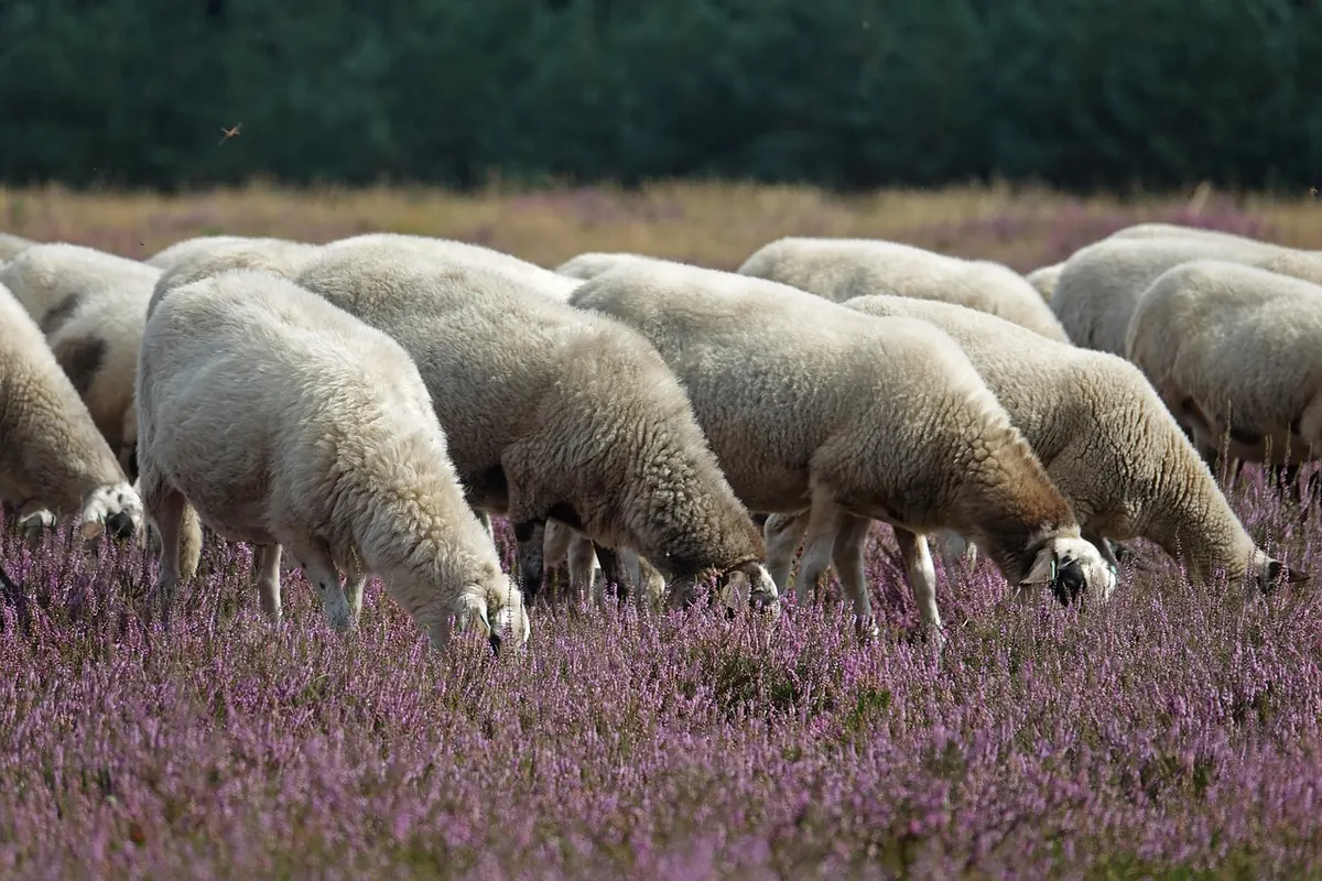 Hen Harrier Persecution in the UK: What Licence Changes Mean for Keepers